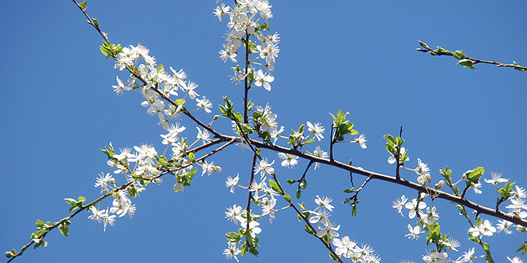 De Prunus toont zich van haar beste kant - april
