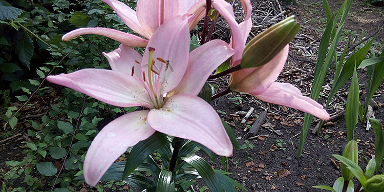Lilies blooming in south garden - August.