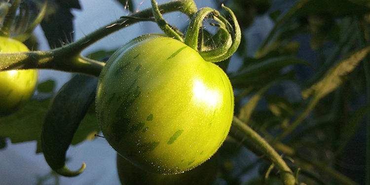 In the greenhouse, tiger tomatoes show the first stripes.