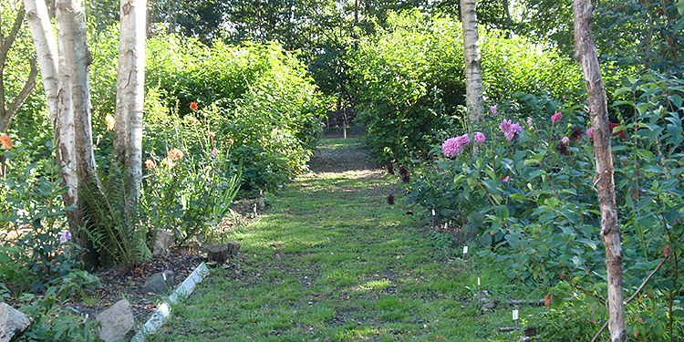 Flowerbeds beside the new path - September.