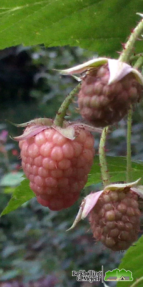 Autumn raspberry
